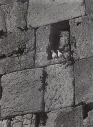 Doves in the Western Wall, 1972