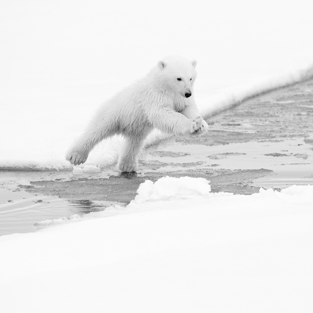 Арктика жизнь белого медведя. Звери Арктики. Белый медведь. Белые медведи в Арктике. Животные Арктики белый медведь.