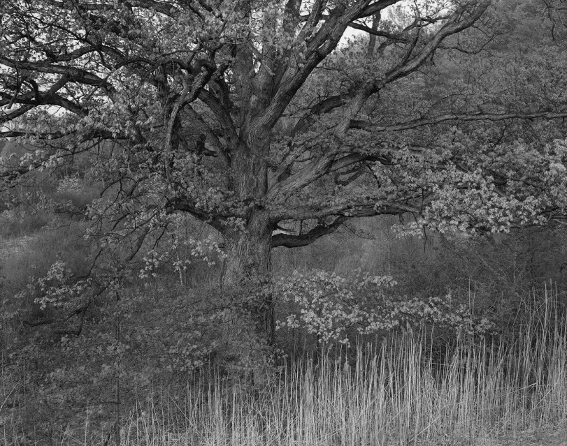 Oak Tree, 1970 - George TICE