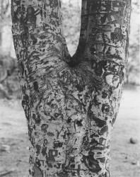 Tree with Carvings, 1967