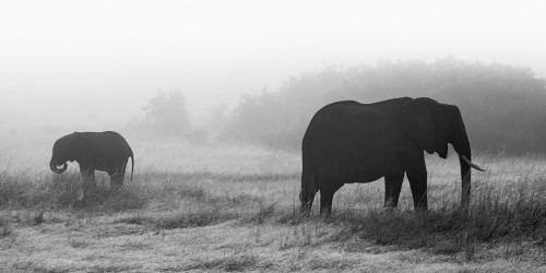 Elephants in the mist Part I