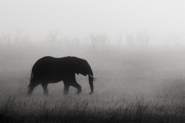 Elephants in the mist Part II