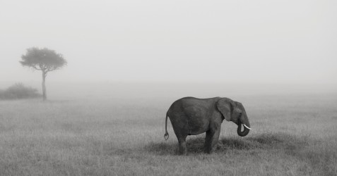 Elephants in the mist Part IV