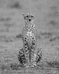 Cheetah in the rain