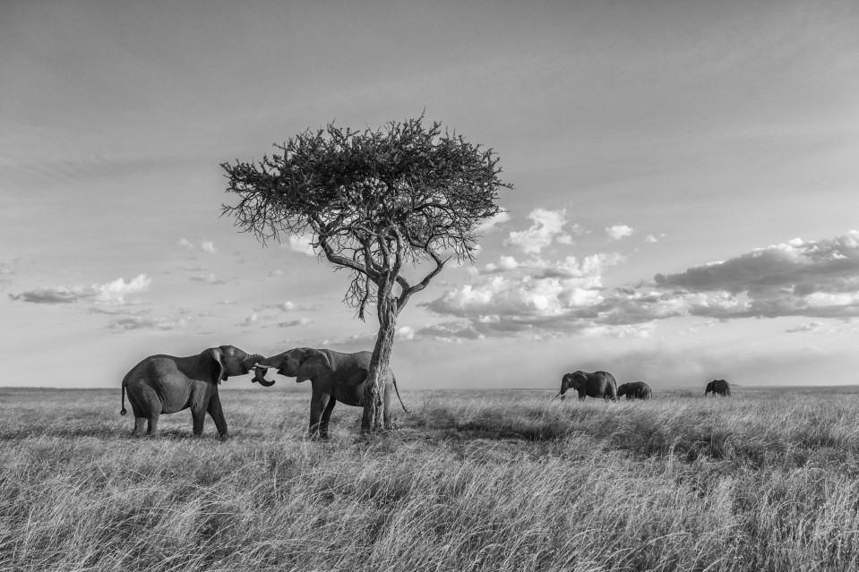 Elephants playing in savannah - Kyriakos KAZIRAS