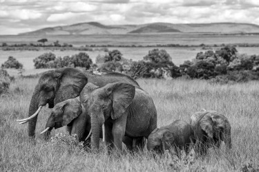 Herd of elephant