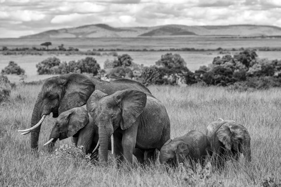 Herd of elephant - Kyriakos KAZIRAS