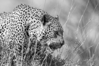 Leopard and grasses
