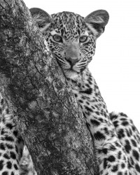 Leopard cub on its branch
