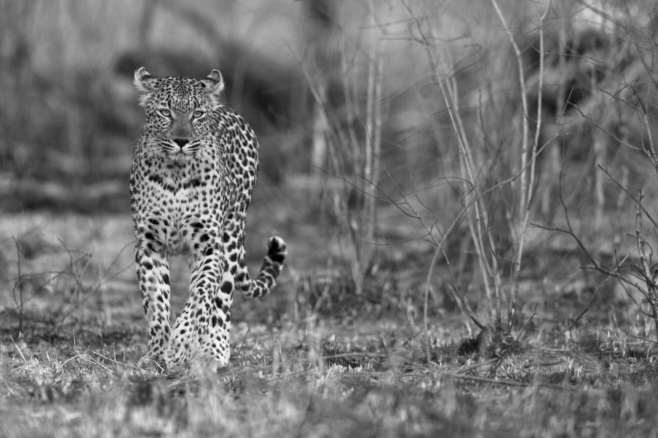Leopard in the bush - Kyriakos KAZIRAS