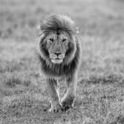 Lion walking in a savannah