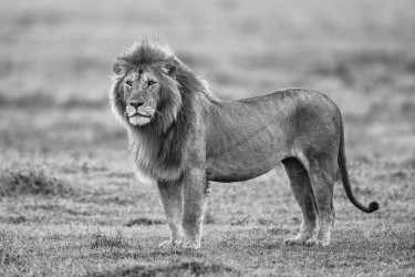 Male lion standing after rain
