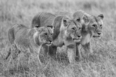 Reservoir lions