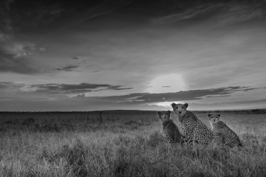 Cheetahs in savannah