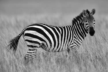 Zebraprints