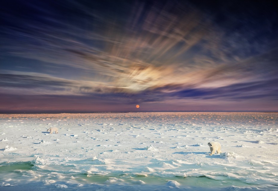 Polar Bears - Ours Polaires, Churchill,  Manitoba, 2019 - Stephen WILKES