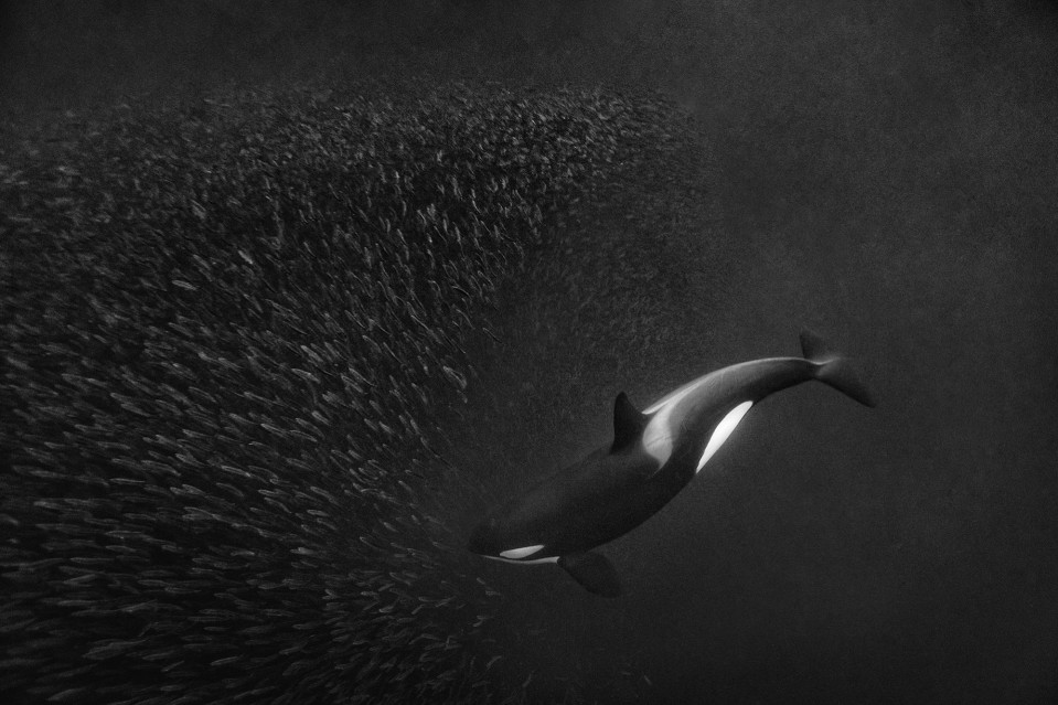 Orca Ballet - Paul NICKLEN
