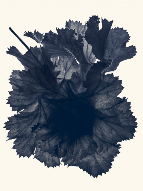 Pelargonium - Rachel LEVY