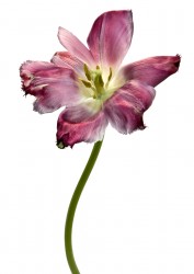Tulipe Dentelle Valery