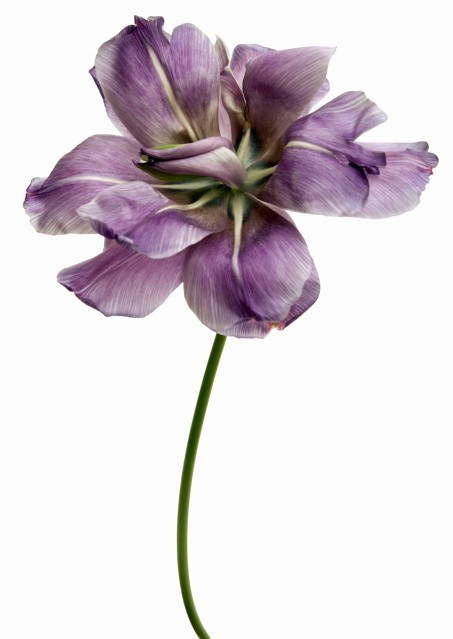 Tulipe Diamant Bleu - Rachel LEVY