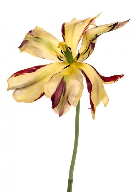 Tulipe Striped Bellona - Rachel LEVY