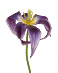 Tulipe Fleur de Lys Burgundy