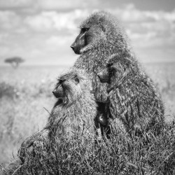 Four baboons