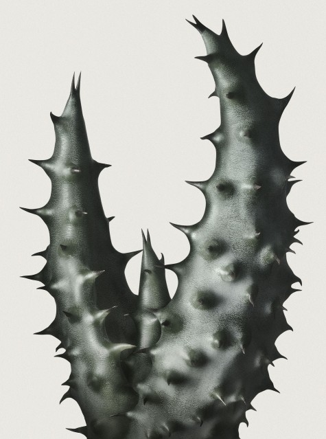 Cacti 1 - Peter LIPPMANN