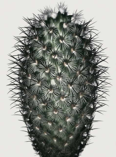 Cacti 2 - Peter LIPPMANN