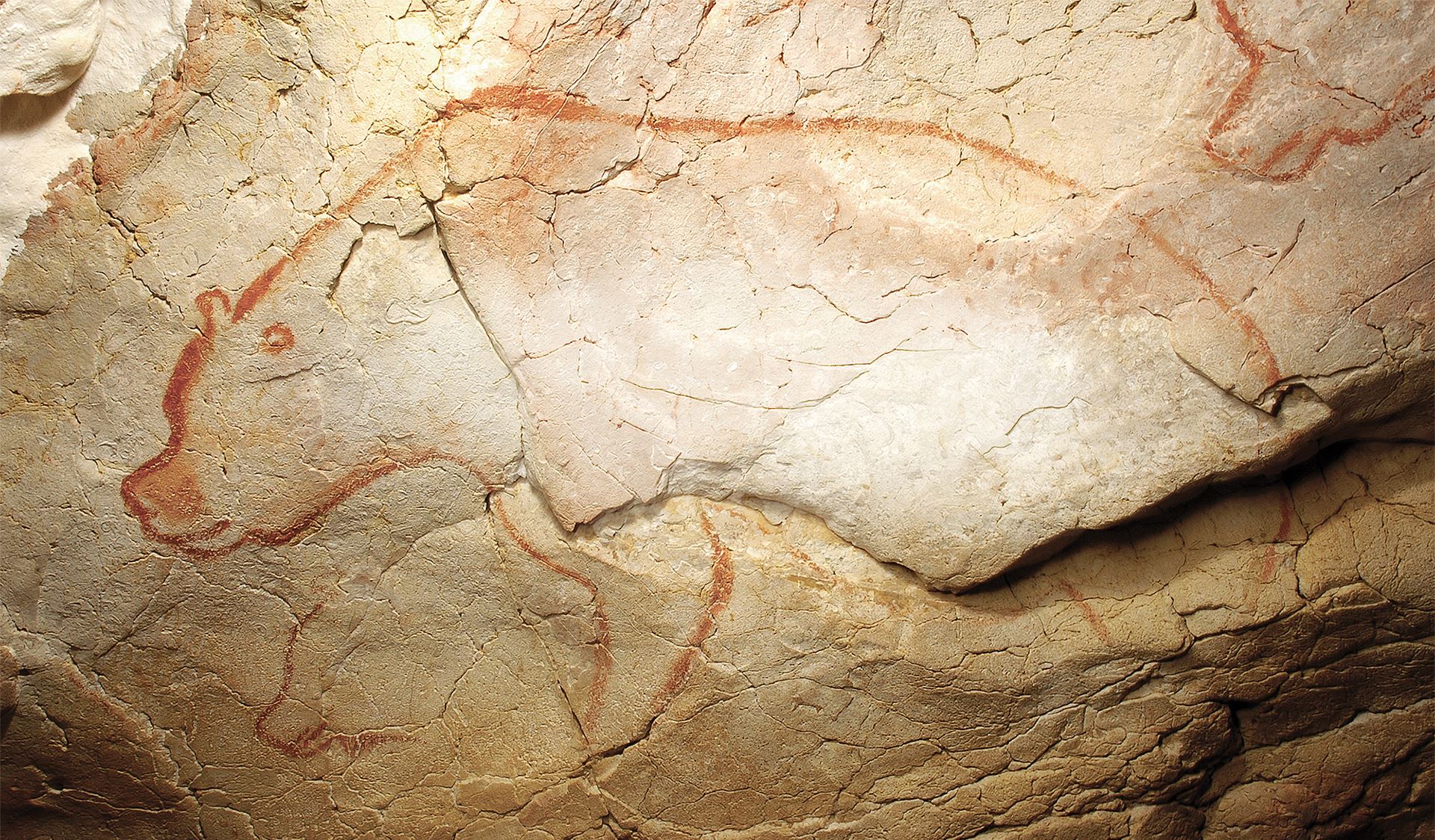 Peinture rupestre d'ours, La Grotte Chauvet, 36 000 ans avt J.-C.