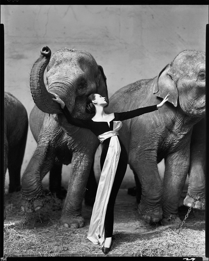 Richard AVEDON, Dovima with elephants, 1955