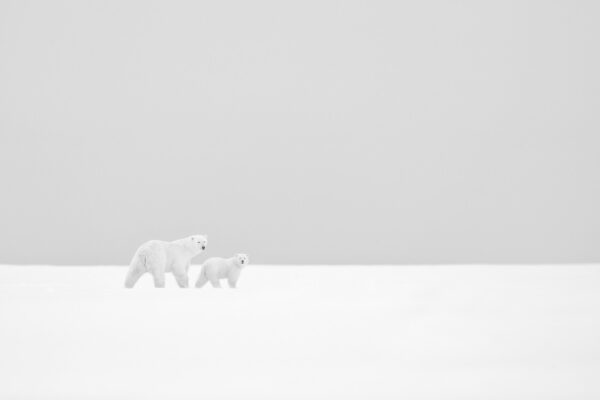 Dans l'immensité blanche