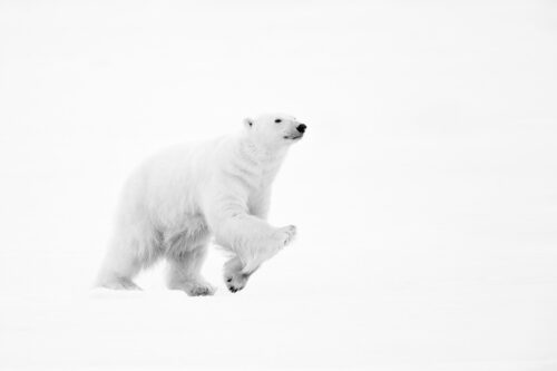Running Bear