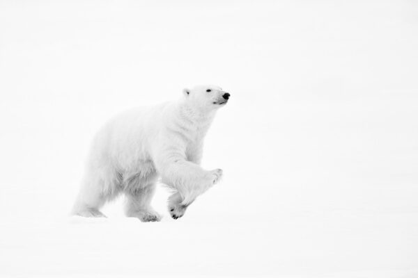 Running Bear
