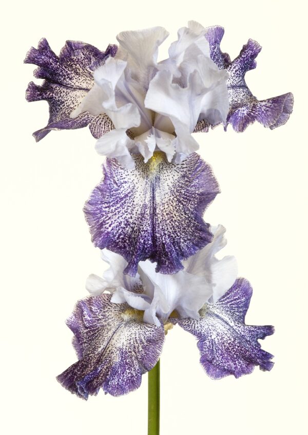 Splashacata