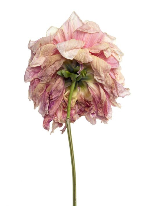Dahlia Omega
