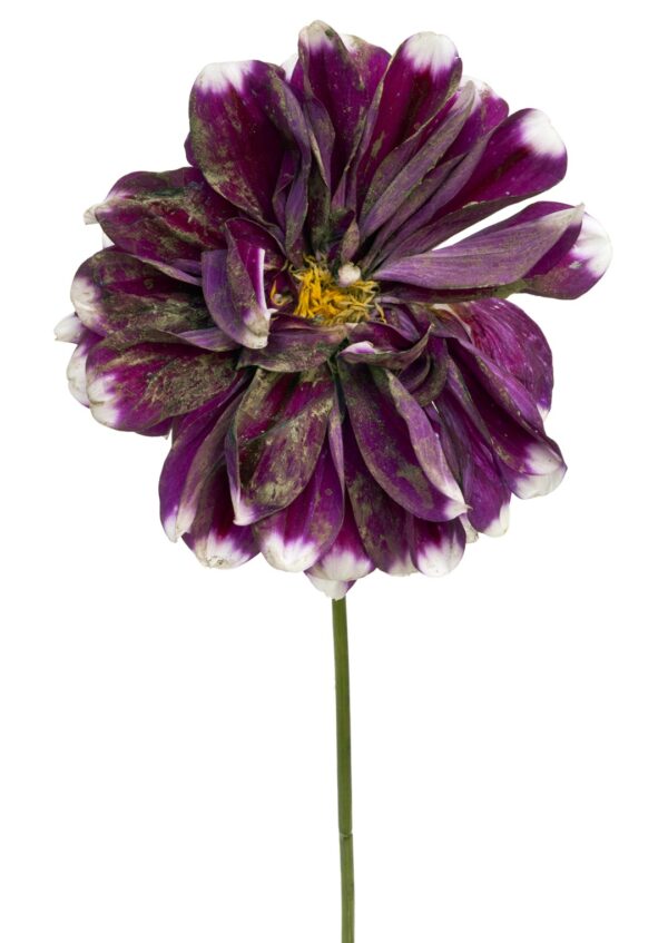 Dahlia Rebecca