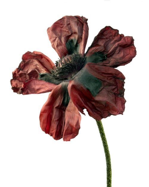 Poppy chocolate 1