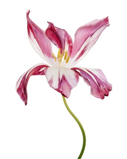 Tulipe May Time 2
