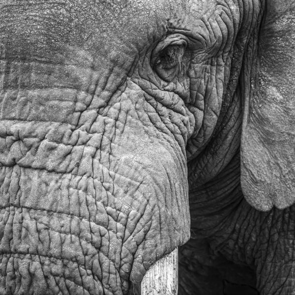 More than leather & ivory