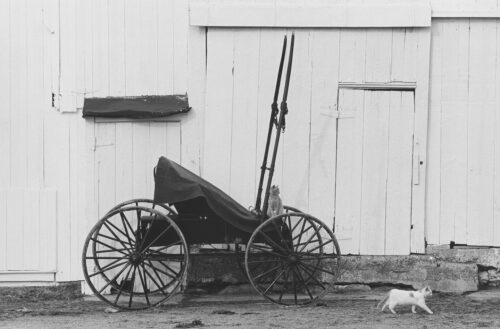 Buggy and Cats, 1967