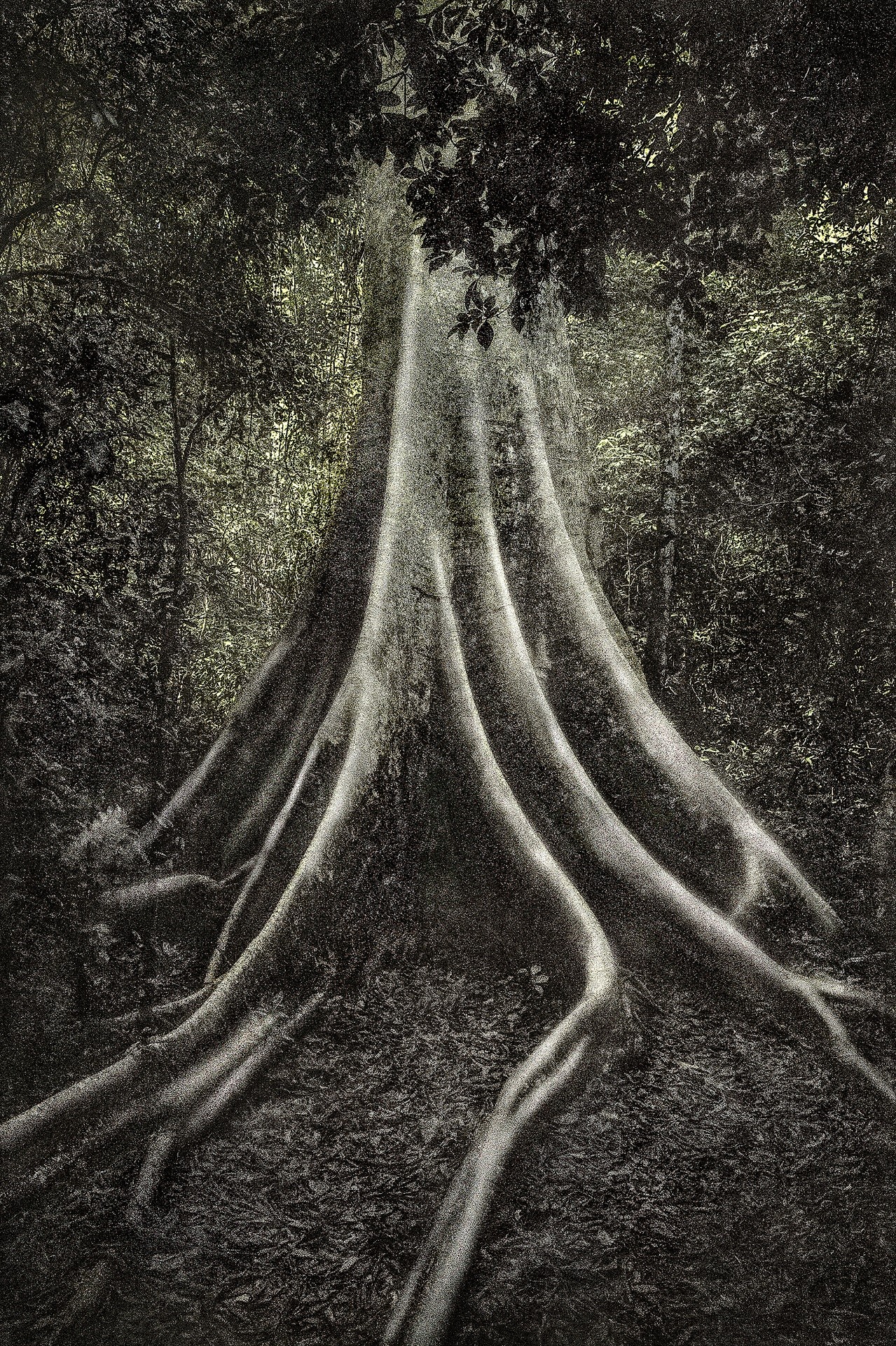 A Picturesque Voyage through Brazil 76