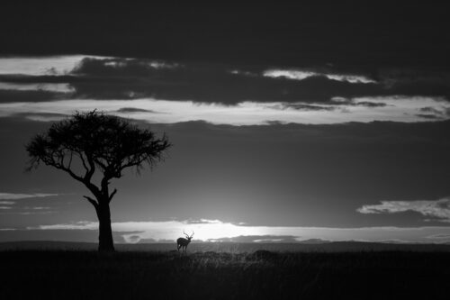 African shadows I