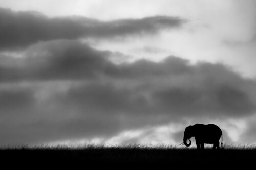 African shadows III
