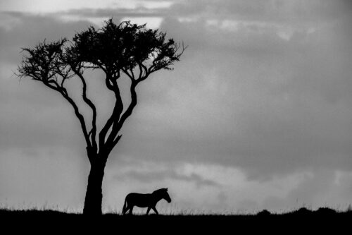 African shadows IV