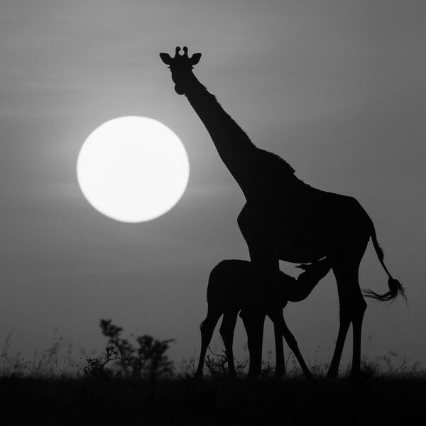 African shadows VII
