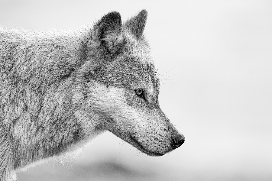 Loups
