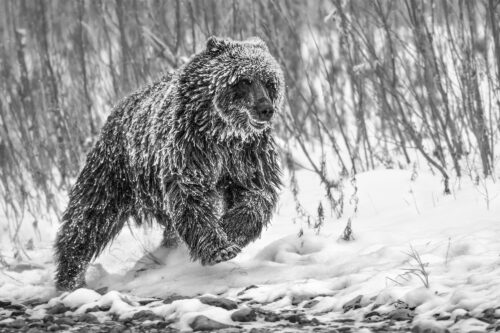 Cold Pursuit