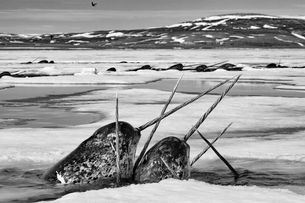 Crossed Tusks