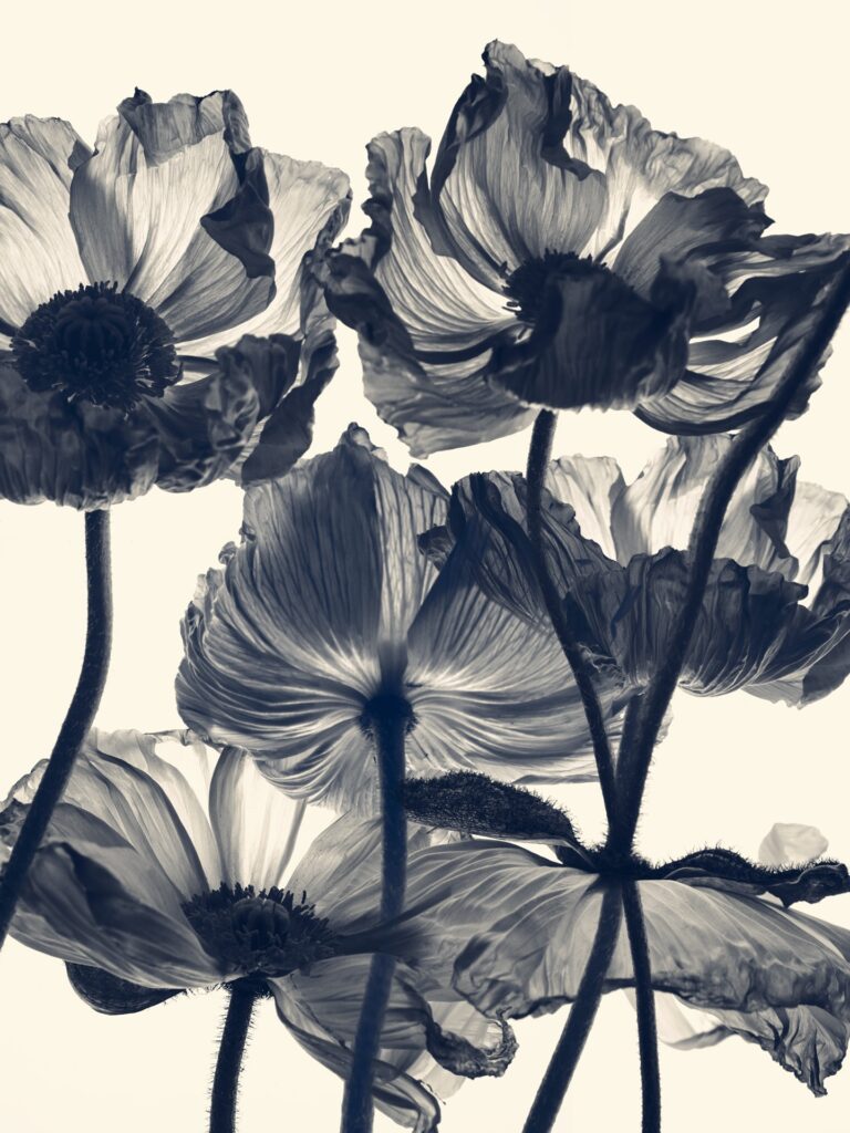 Pavot - Papaver Orientalis